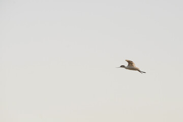 A bird glides through the sky, symbolizing freedom and tranquility, embracing calmness and open space