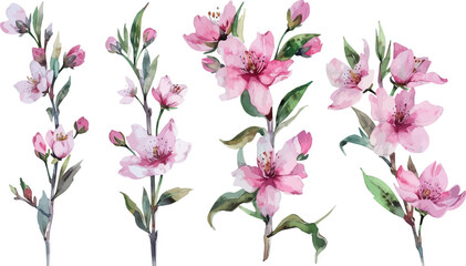 Cherry Blossom Sakura Tree Branch on Isolated Background. Cherry blossom flower blooming vector. Watercolor cherry blossom vector.