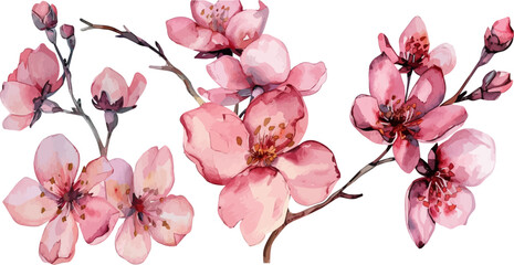 Cherry Blossom Sakura Tree Branch on Isolated Background. Cherry blossom flower blooming vector. Watercolor cherry blossom vector. © Pixel Park