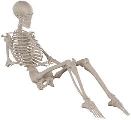 skeleton posing 3d render illustration with transparent background
