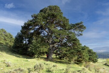 Obraz premium An unrecognizable girl poses next to the Scots pine, pinus sylvestris, a monumental and unique tree located in Puerto de Cuarto Pelado, Cantavieja, Aragon, Teruel, Spain. The pine is huge