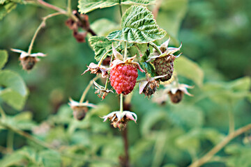 Close-up of juicy fresh raspberries and unripe raspberries growing on stems. The background is green