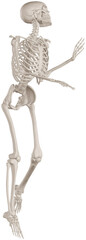 skeleton posing 3d render illustration with transparent background
