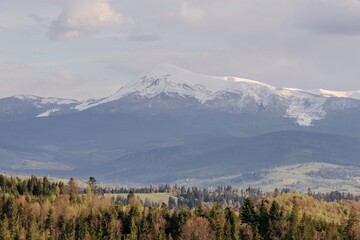 Fototapeta premium Snowy mountain range view from forest in spring