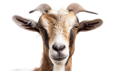 Goat on a transparent background