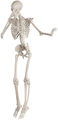 skeleton posing 3d render illustration with transparent background