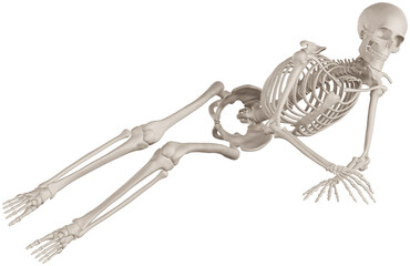 skeleton posing 3d render illustration with transparent background