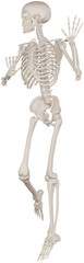 skeleton posing 3d render illustration with transparent background