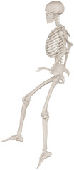 skeleton posing 3d render illustration with transparent background