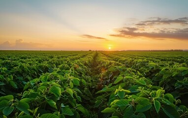 Sunset Over Lush Green Farm Fields