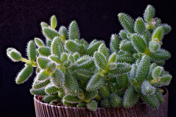 Delosperma echinatum photographed with a macro lens.