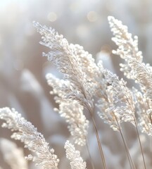 Fototapeta premium A collection of white feathers