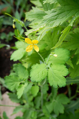Yellow flower of celandine. Medicinal plant
