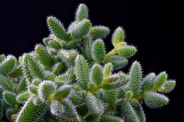 Delosperma echinatum photographed with a macro lens.