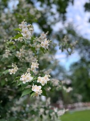 vertical photo with a chubushnik branch with white flowers in a park or a nursery of ornamental plants in summer