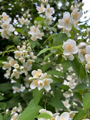 white flowers on the branches of the mid-green leaves of the mock orange or jasmine bush, by its popular name, close-up