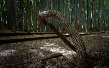 thick vine in a bamboo forest