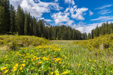 Fototapeta premium yellow marsh marigolds in the high moor of Bartholomäberg in Montafon, with forest and mountains in the background