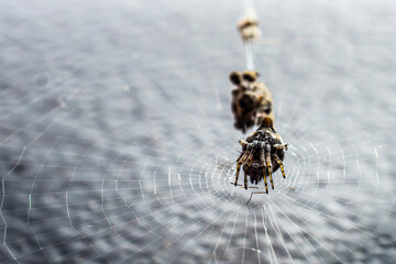 Spider sits on the web over the water after eating the prey, you can see its face.
