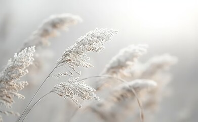 Fototapeta premium Stunning White Feather Plants in a Blurred Background
