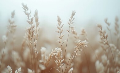 Fototapeta premium Botanical Bliss: A Closer Look at Wheat Fields