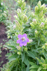 Purple campanula flower. A beautiful blooming bluebell flower
