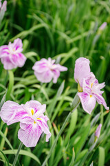 Fototapeta premium 美しい花菖蒲 