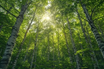 Fototapeta premium Sunny Day in the Forest with Tall, Green Trees