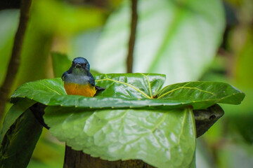 Bird of Cabai Bunga Api male were having a bath in the morning