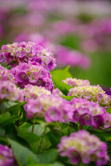 Obraz premium 梅雨に咲く紫陽花 