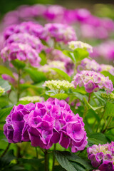 梅雨に咲く紫陽花
