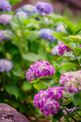 梅雨に咲く紫陽花
