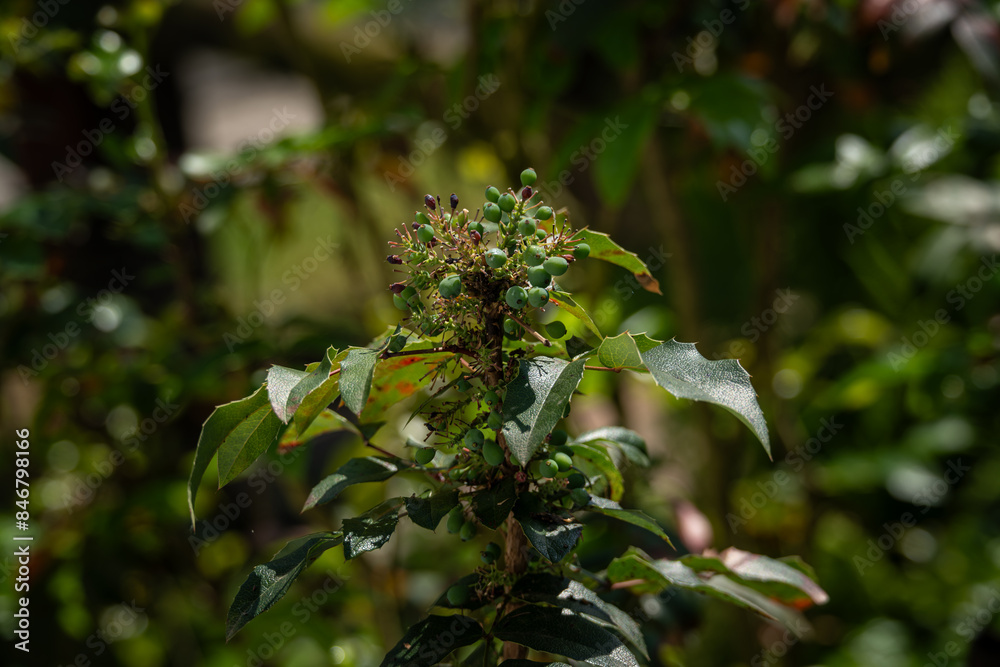 Sticker green mahonia fruits on the bush.