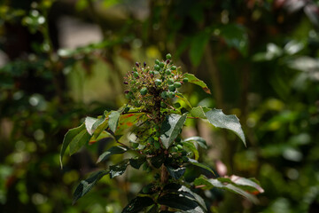 Green mahonia fruits on the bush.