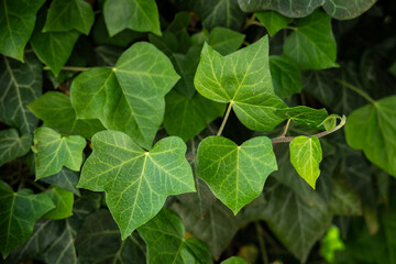 Fresh green ivy leaves outdoors.