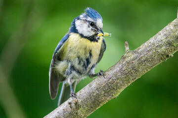 Blaumeise mit Futter