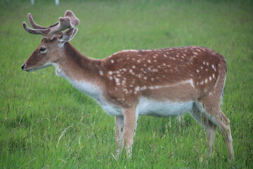 Phoenix park, dublin