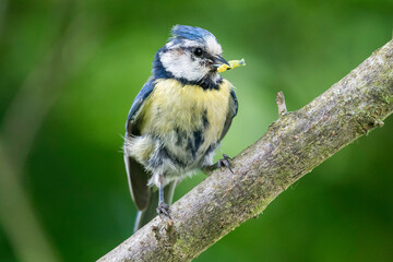 Blaumeise mit Futter