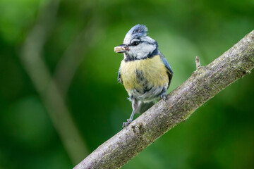 Blaumeise mit Futter