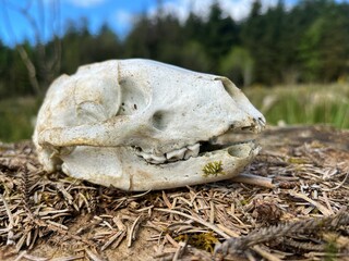 Macro of  Eurasian badger skull on tree trunk © liam