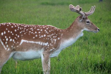 Phoenix park, dublin