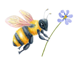 Bee with daisy flower. Watercolor drawing.