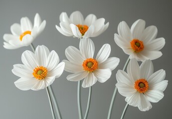 Four White Daisies with Orange Centers