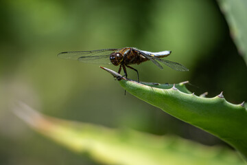 A dragonfly flaps on an aloe tip.