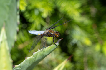 A dragonfly flaps on an aloe tip.