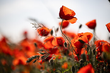 Leuchtend rotes Mohnfeld mit freigestellter Einzelblüte