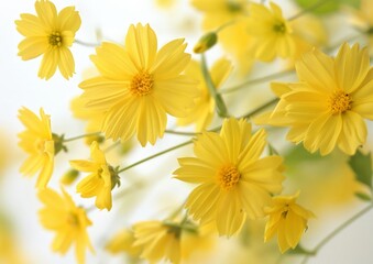 Yellow flowers in a cluster