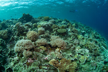 Healthy corals cover a reef slope on a remote island in the Forgotten Islands of Indonesia. This beautiful region harbors extraordinary marine biodiversity.