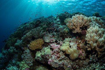 Healthy corals cover a reef slope on a remote island in the Forgotten Islands of Indonesia. This beautiful region harbors extraordinary marine biodiversity.