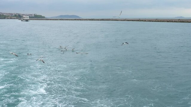 Seagulls fly behind the ferry among the sea surface and catch food on the fly.